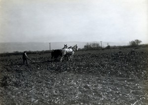 Plowing Sugar Beets, Hayward, California         